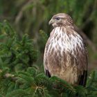 Wald Bussard....