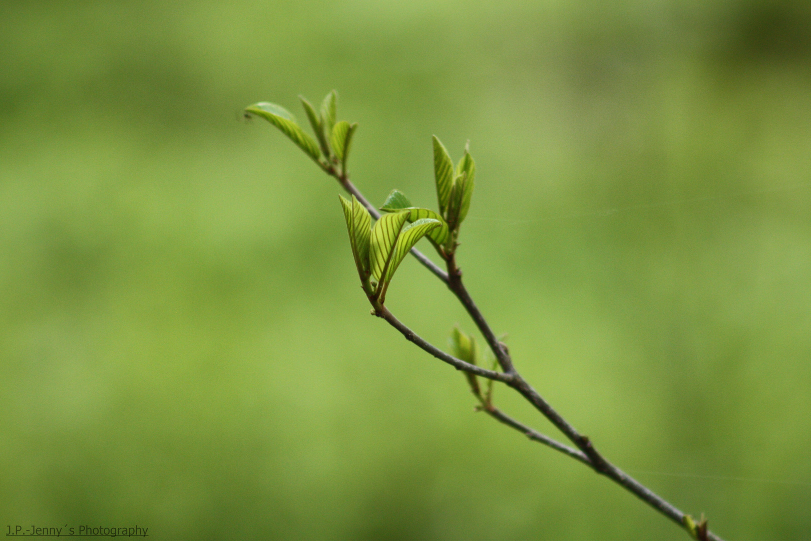 Wald 