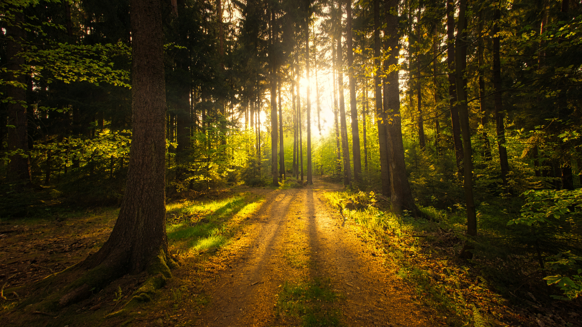 Wald Foto Bild landschaft lebensr ume Wald Foto Bild landschaft lebensr ume