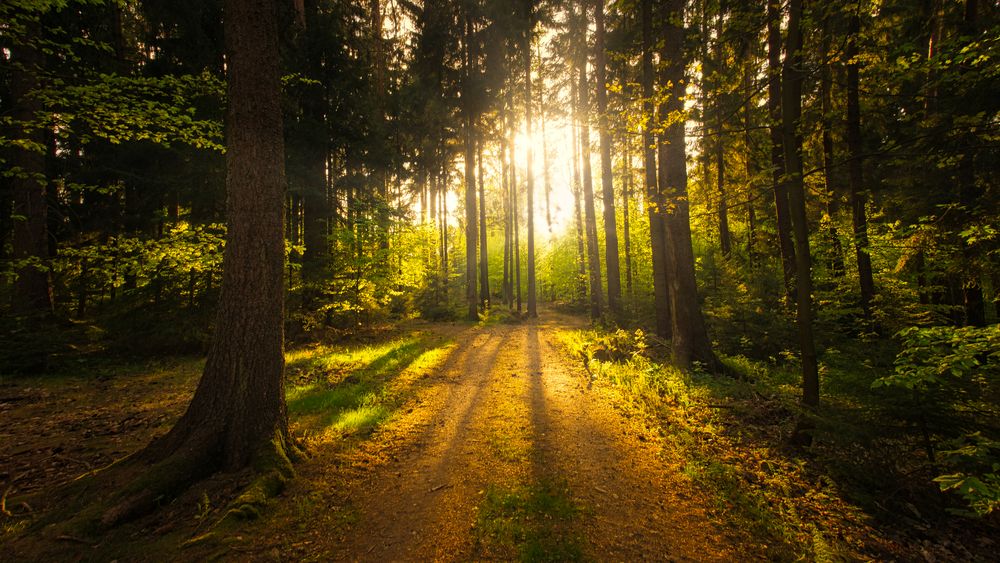 Wald Foto & Bild | landschaft, lebensräume, sonnenuntergang Bilder auf