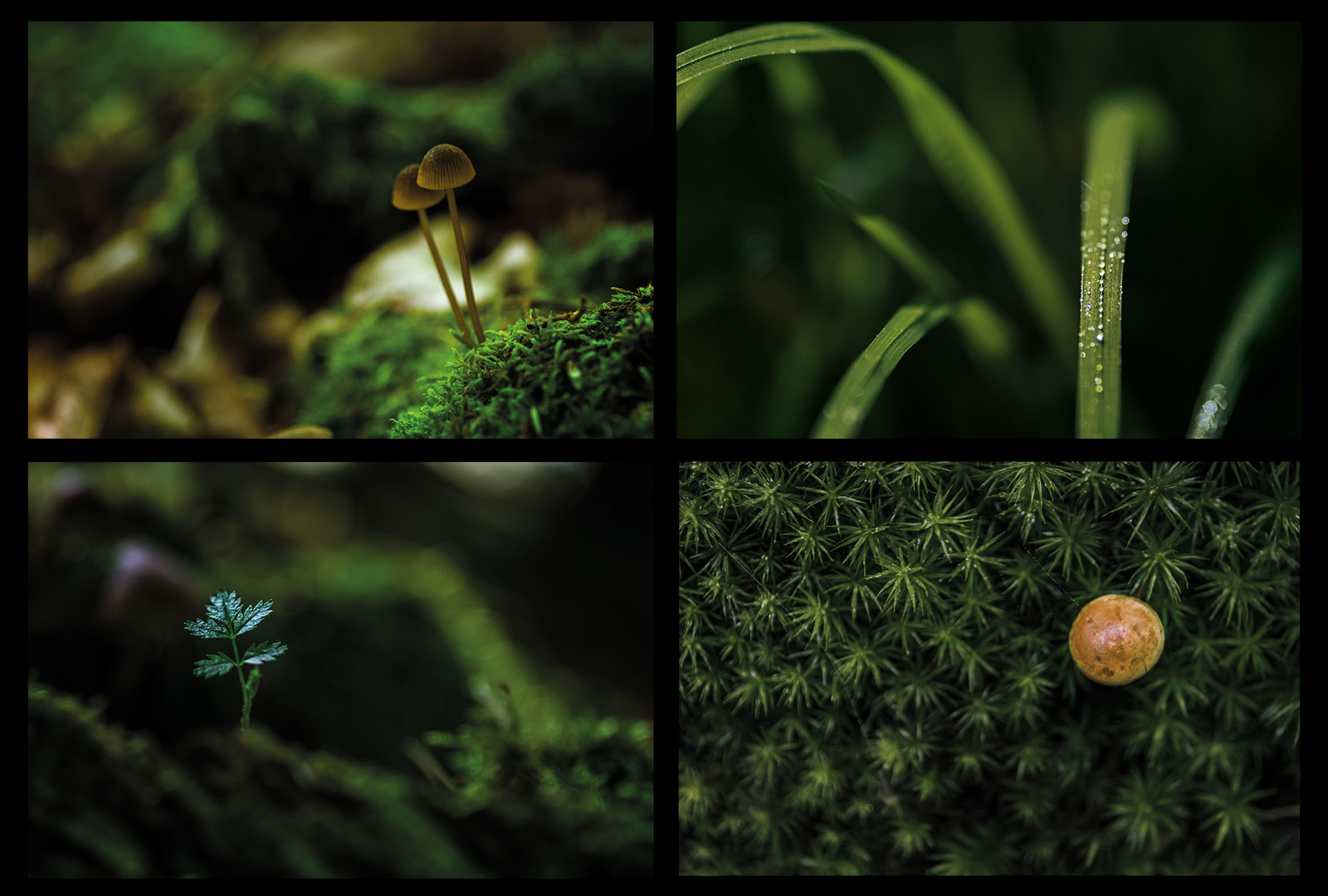 Wald Collage