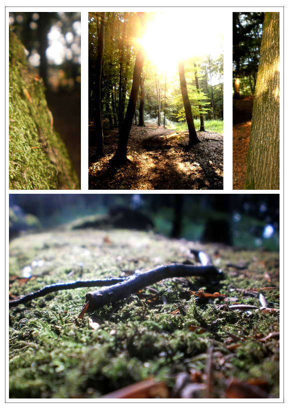Wald (Collage)