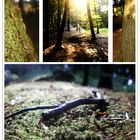 Wald (Collage)