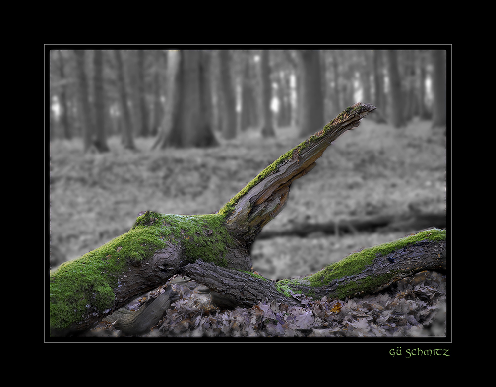 Wald colorkey