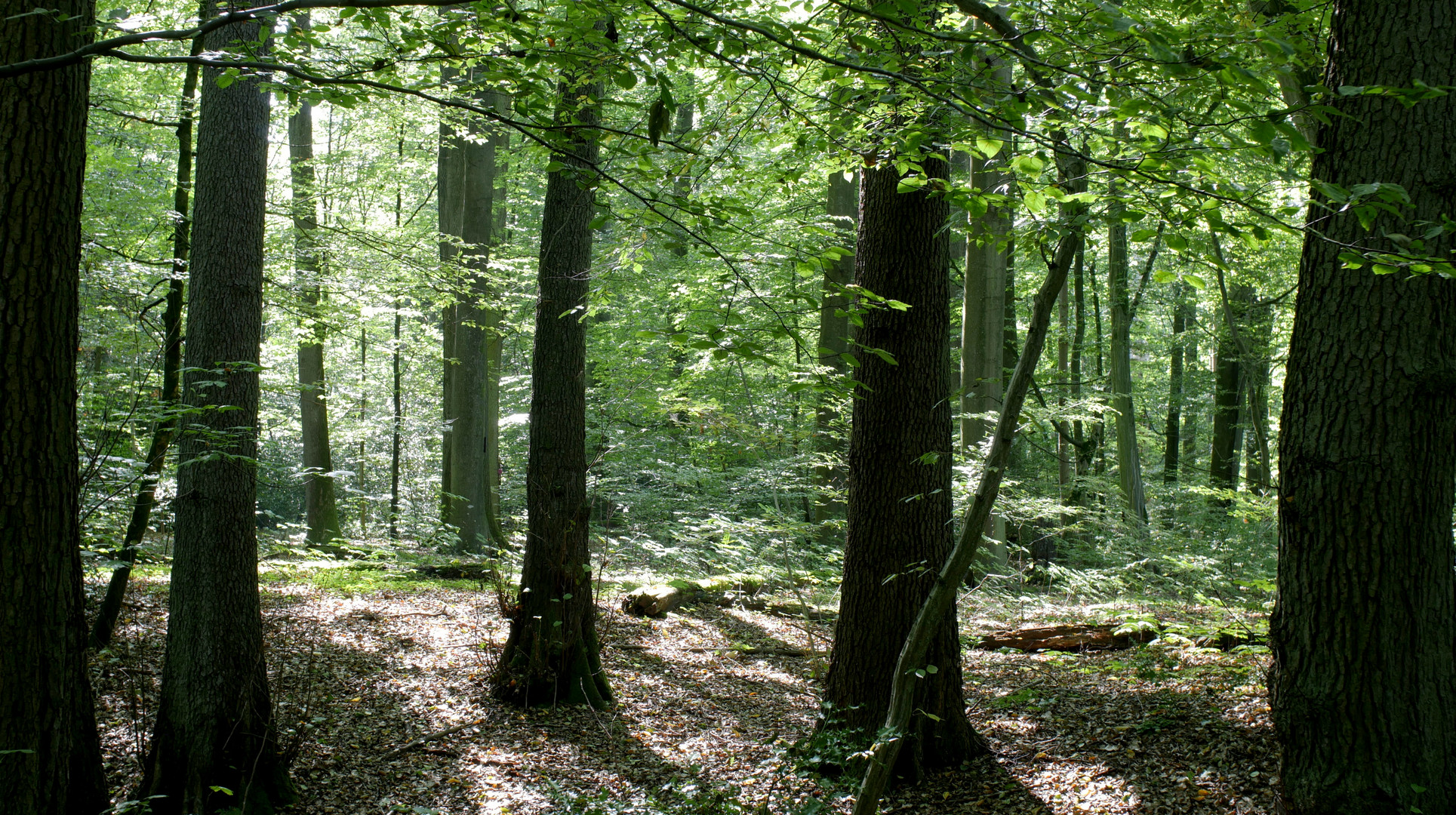 Wald