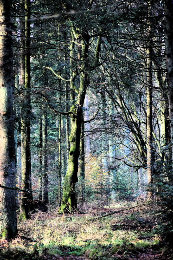 Wald