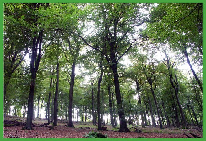 Wald - dem Licht entgegen