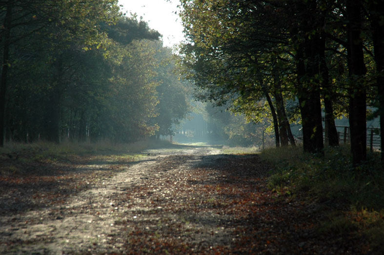 Wald dem Moor entlang