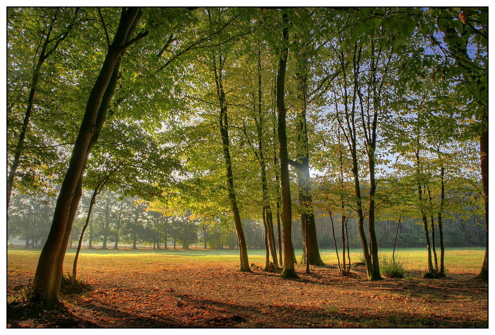 Wald den man vor lauter Bäumen nicht sieht!