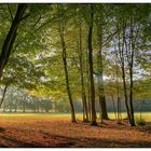 Wald den man vor lauter Bäumen nicht sieht!