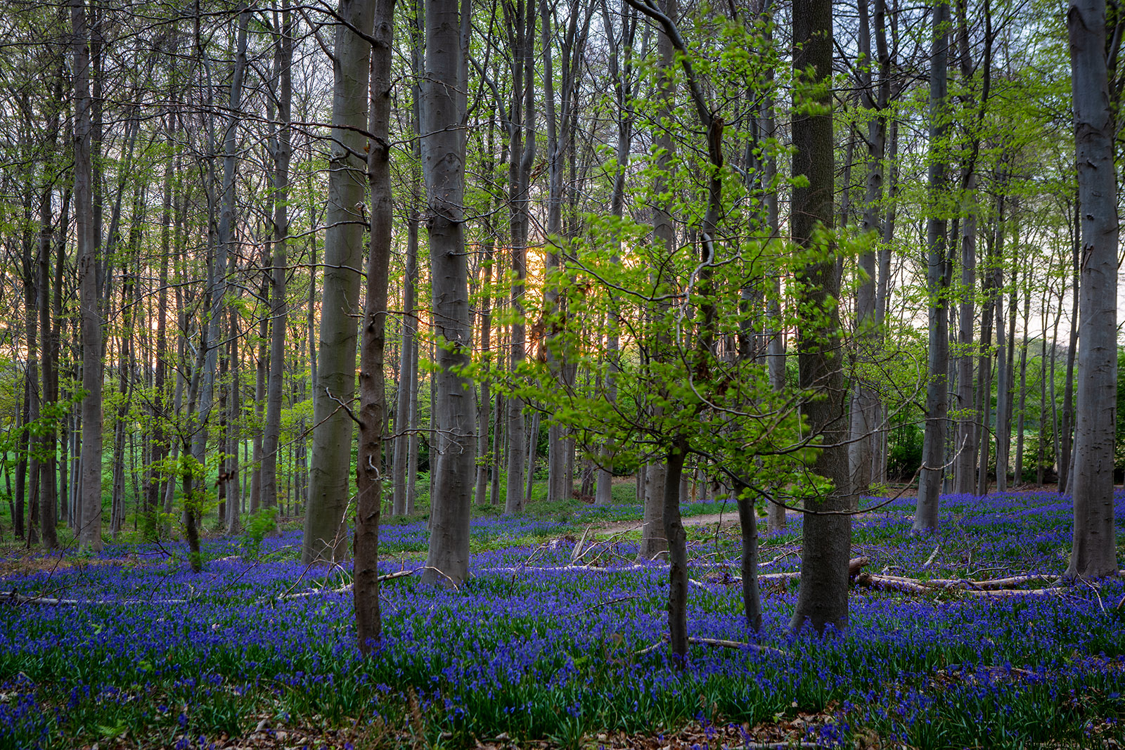 Wald der blauen Blumen