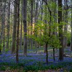 Wald der blauen Blumen