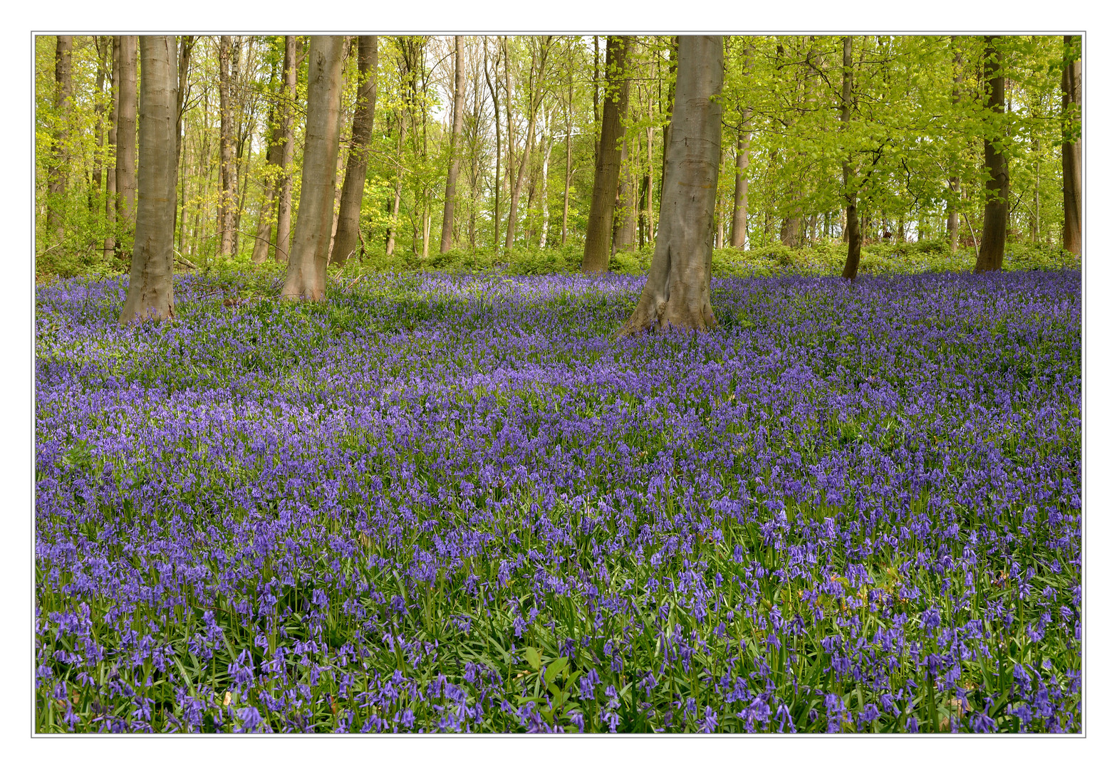 Wald der blauen Blumen