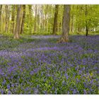 Wald der blauen Blumen