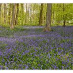 Wald der blauen Blumen