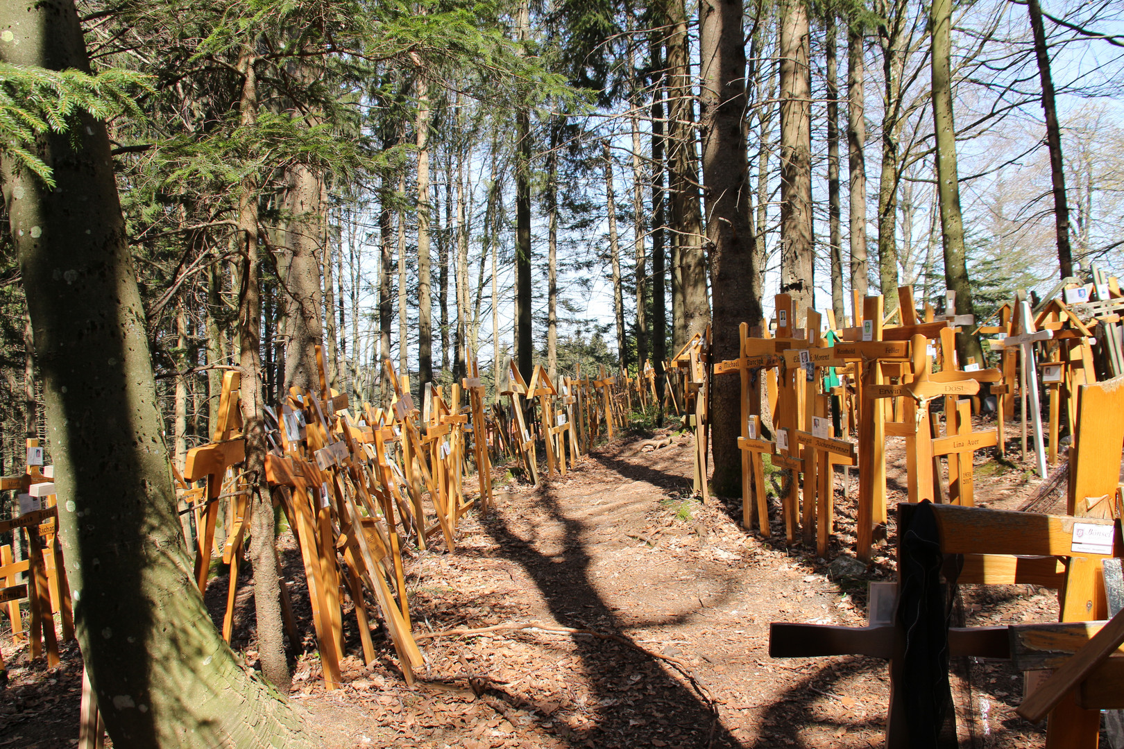 Wald der Erinnerung