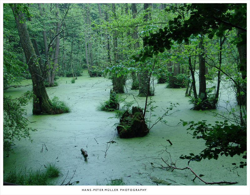 Wald der Feen Foto & Bild landschaft, bach, fluss & see, see, teich