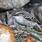 WALD -der GARTENBAUMLÄUFER?