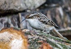 WALD -der GARTENBAUMLÄUFER?