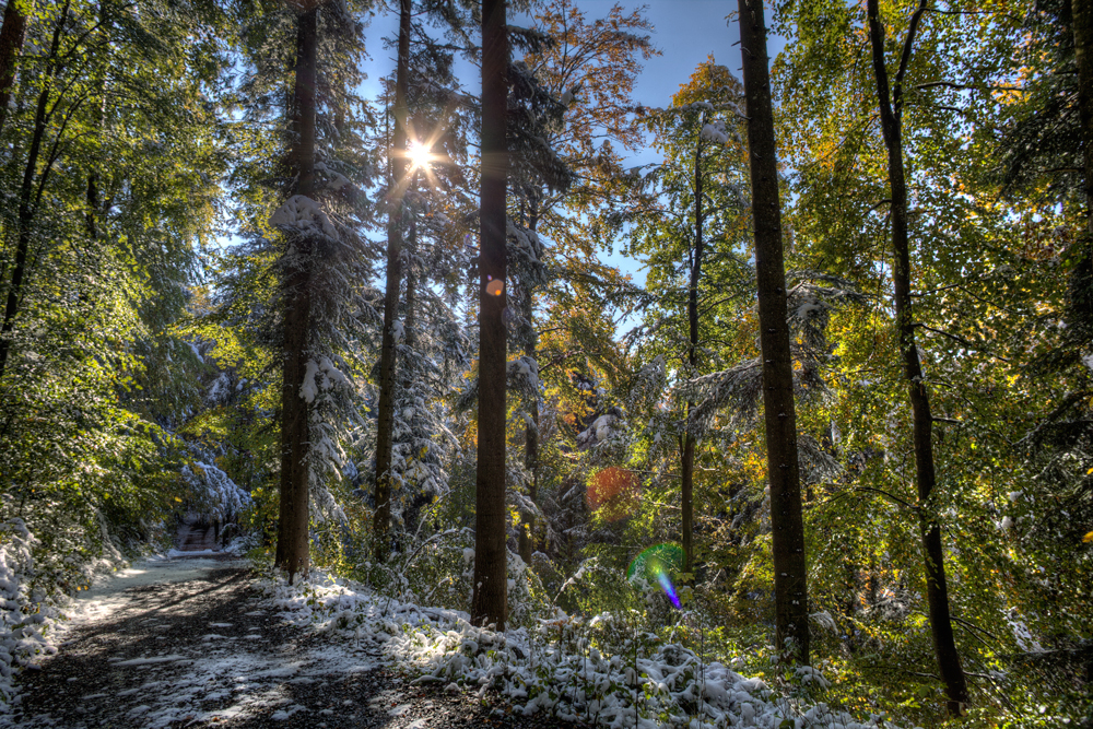 Wald der Gegensätze