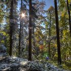 Wald der Gegensätze