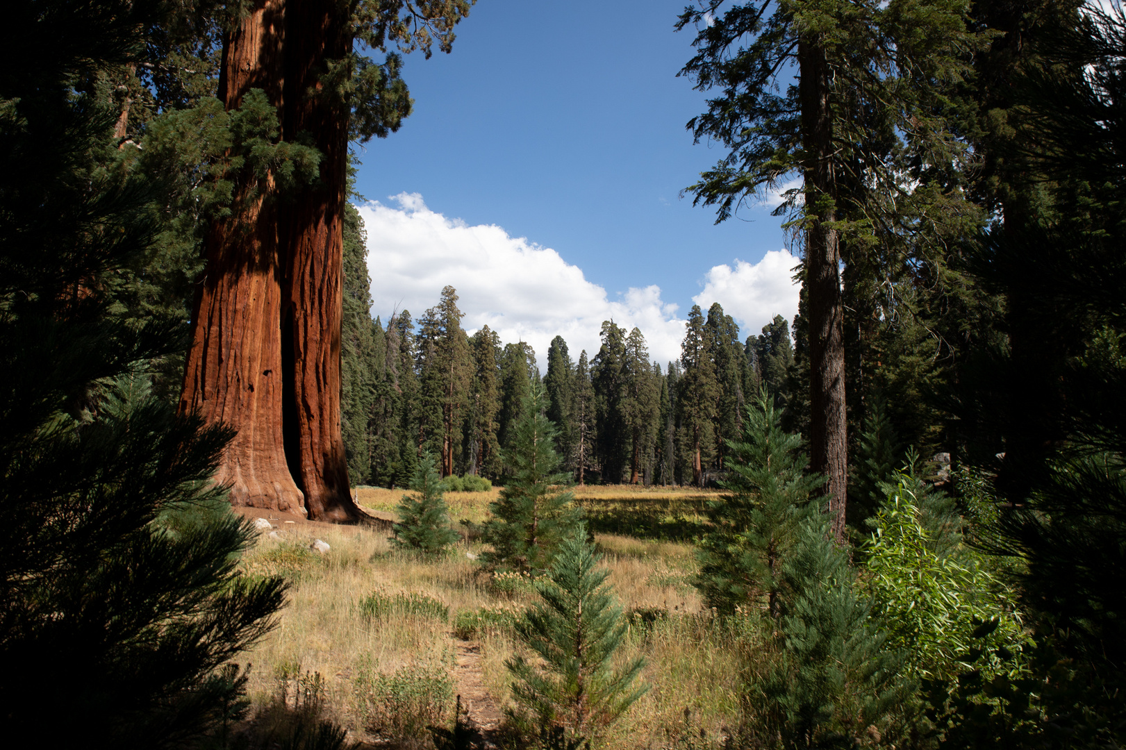 Wald der Giganten