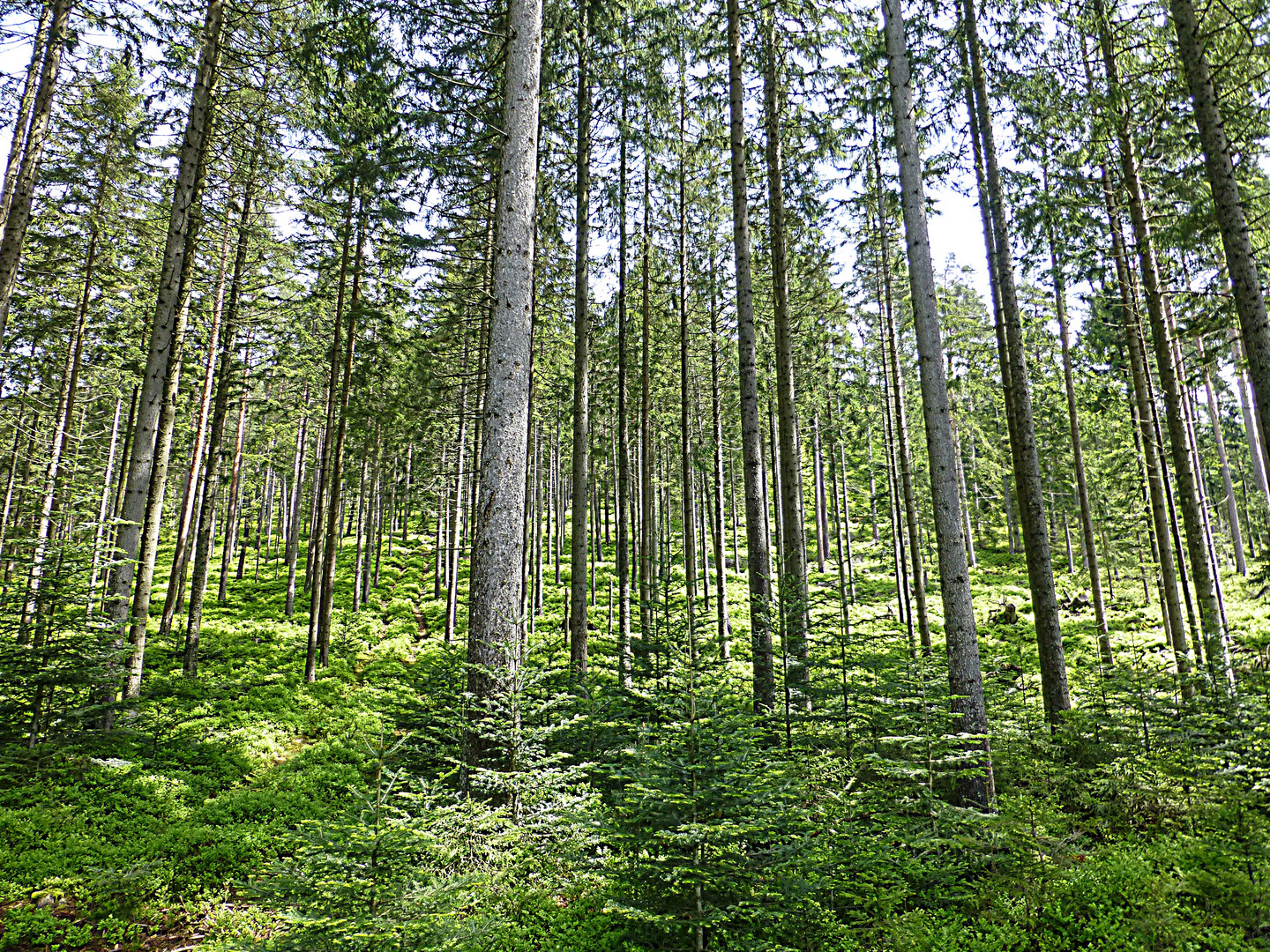 Wald der langen Bäume.