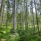 Wald der langen Bäume.