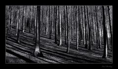 Wald der langen Schatten