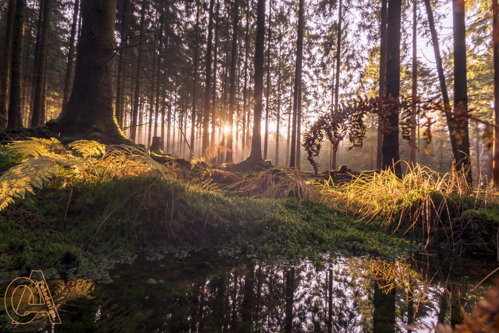 Bilder mit Wald: Entdecke die Magie der Natur in deiner Kunst
