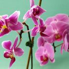 Wald der Orchideen