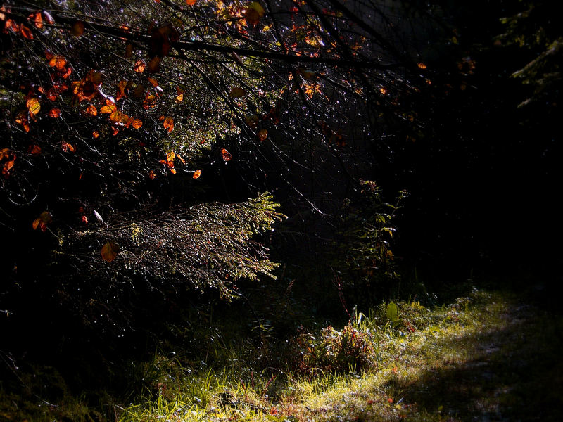 Wald der Träume