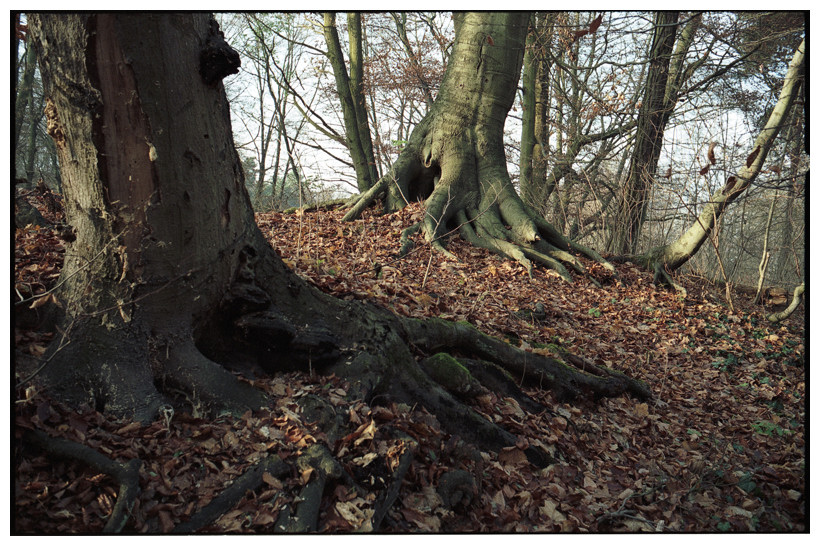 Wald der wandernden Bäume