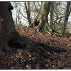 Wald der wandernden Bäume