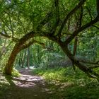 Wald des krummen Baumes