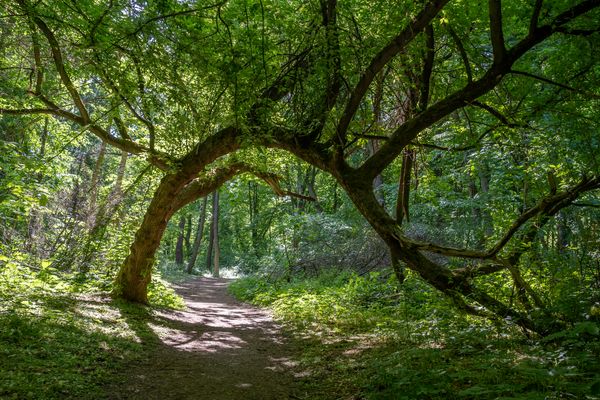 Wald des krummen Baumes