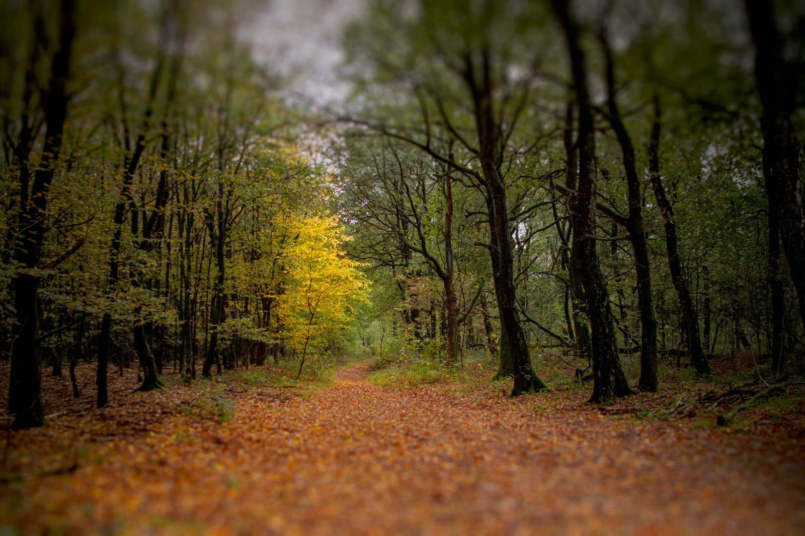 Wald Die Haard Oer-Erkenschwick