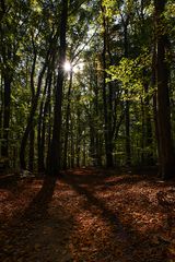 Wald Dillingen