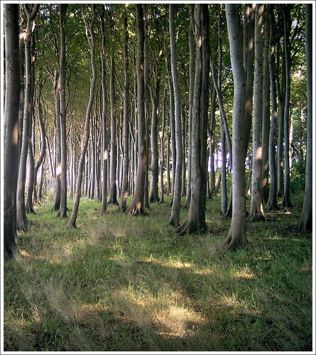 Wald direkt an der Küste