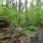 Wald Drache nach Zerstörung wieder neu 