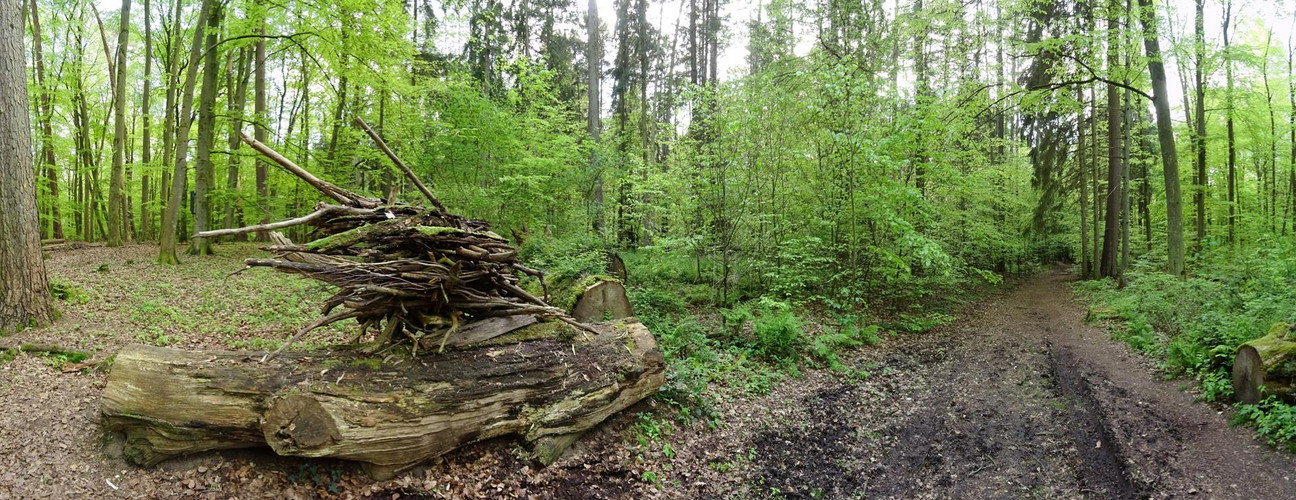 Wald Drache nach Zerstörung wieder neu 