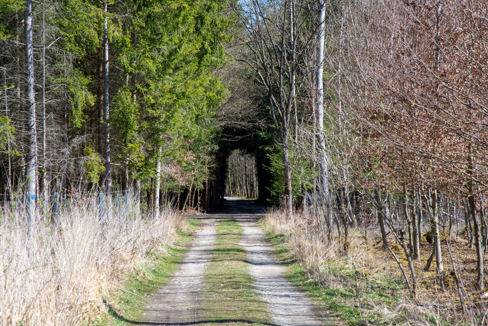 Wald Durchgang