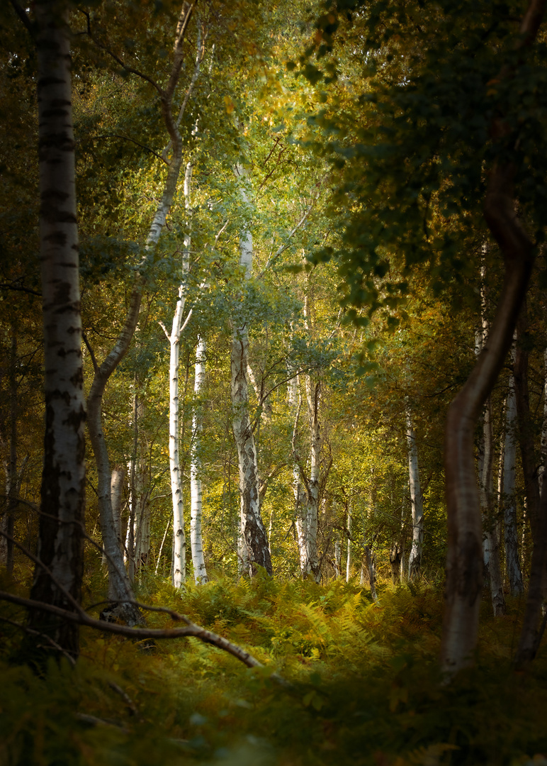 Wald Einblick 