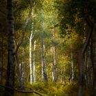 Wald Einblick 