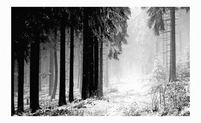 Wald - eingerahmt - monochrom