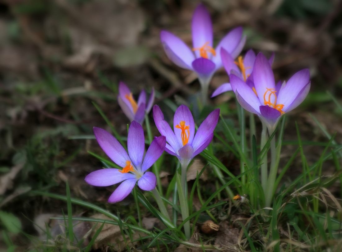 "Wald-Elfen"!