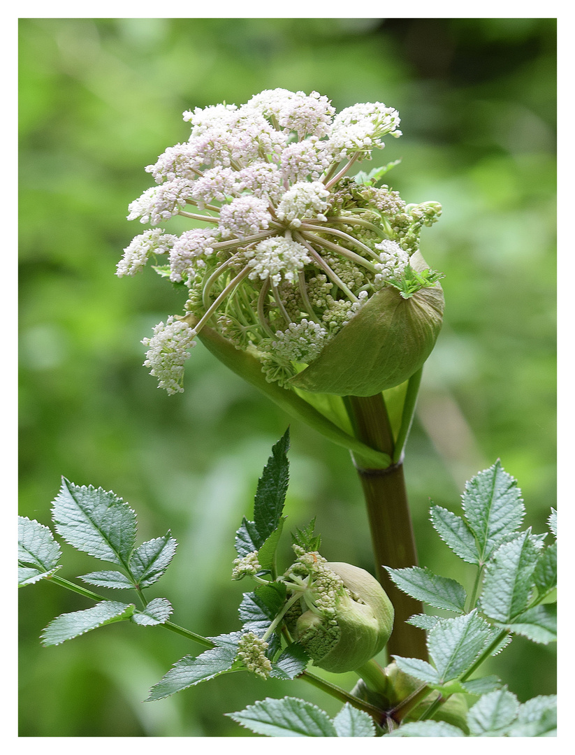 WaldEngelwurz Foto & Bild wald, natur, pflanzen Bilder auf