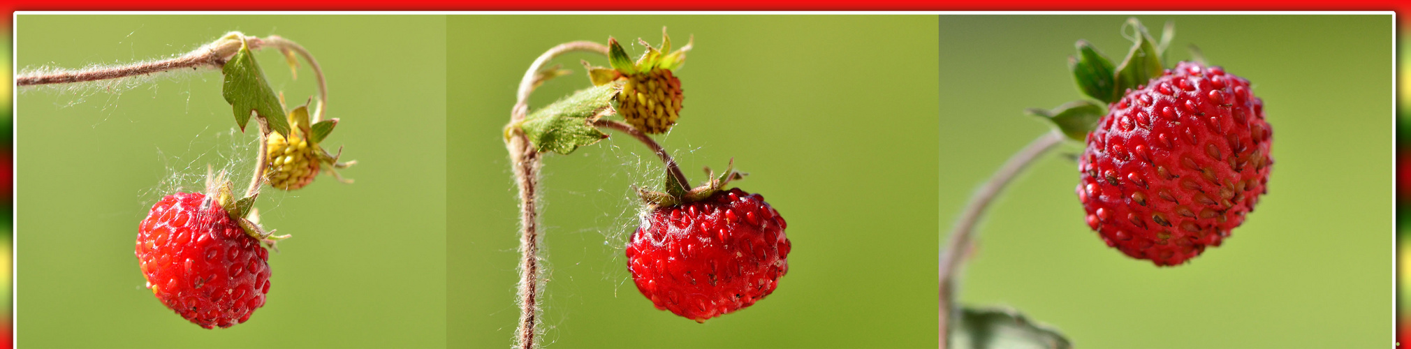 Wald - Erd - Beeren ....