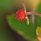 Wald – Erdbeerchen – Hitze02