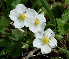 Wald-Erdbeere